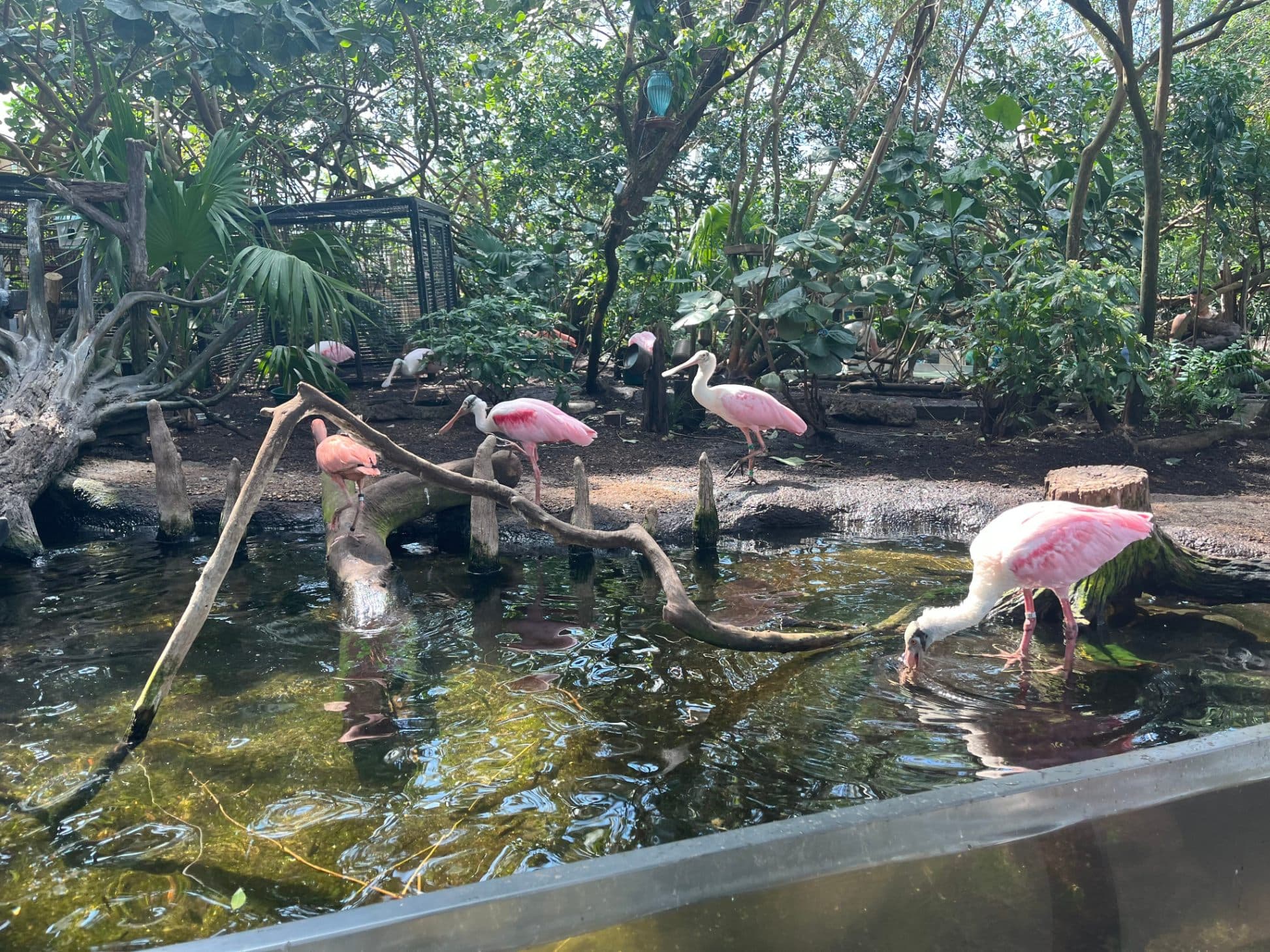 Florida Aquarium birds